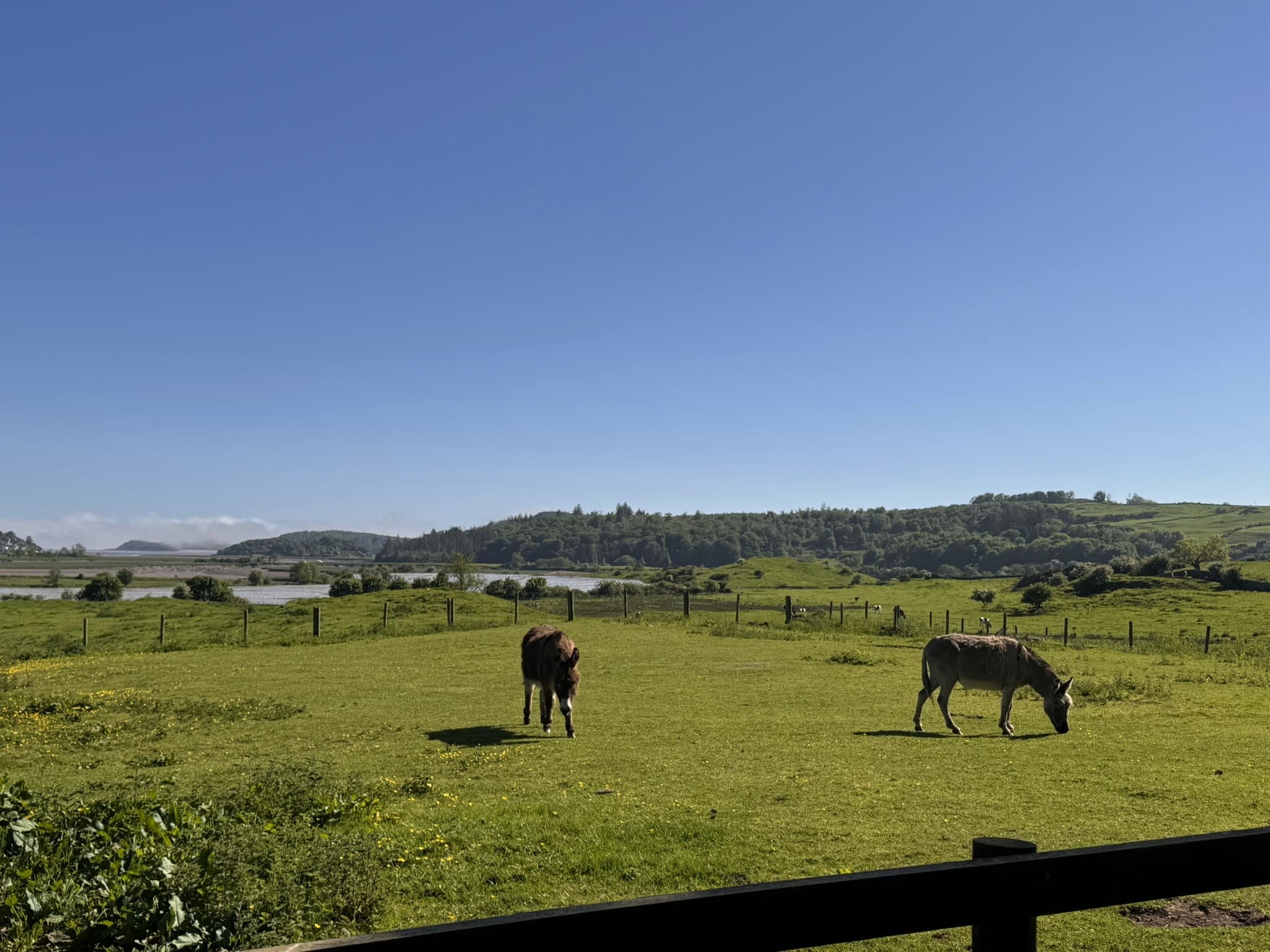 Grazing field and Urr Estuary outlook below Meikle Richorn
