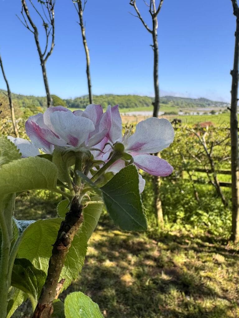 Spring blossom with estuary fields beyond Meikle Richorn